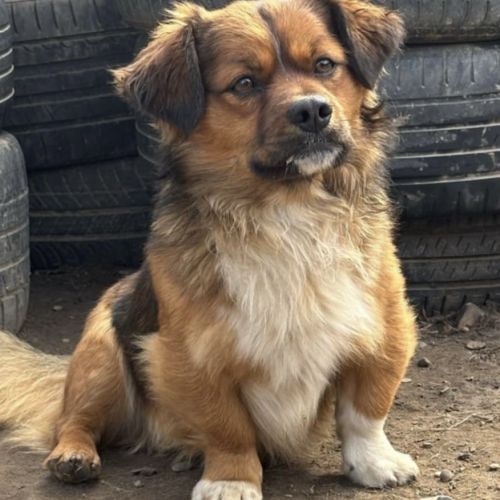 #BE2513143 - Adoptez Alfi, jeune chien sociable à Trooz – AnimalWeb #BE2513143 - Adoptez Alfi, jeune chien sociable à Trooz – AnimalWeb