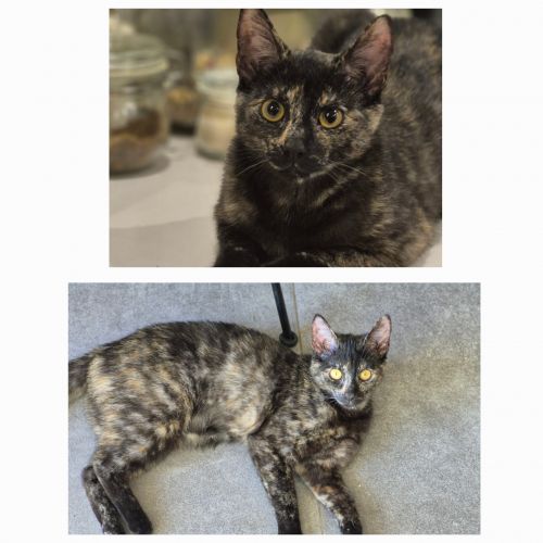 #BE2513148 - Taika - Chat perdu à Steenkerque - AnimalWeb Belgique #BE2513148 - Taika - Chat perdu à Steenkerque - AnimalWeb Belgique