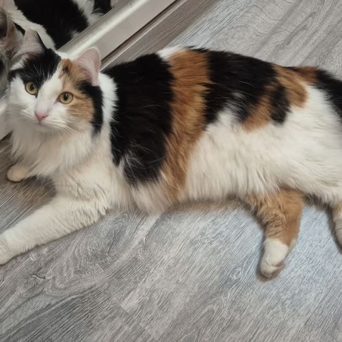 #BE2513149 - Zelda - Chat perdu à Anhée - AnimalWeb Belgique #BE2513149 - Zelda - Chat perdu à Anhée - AnimalWeb Belgique
