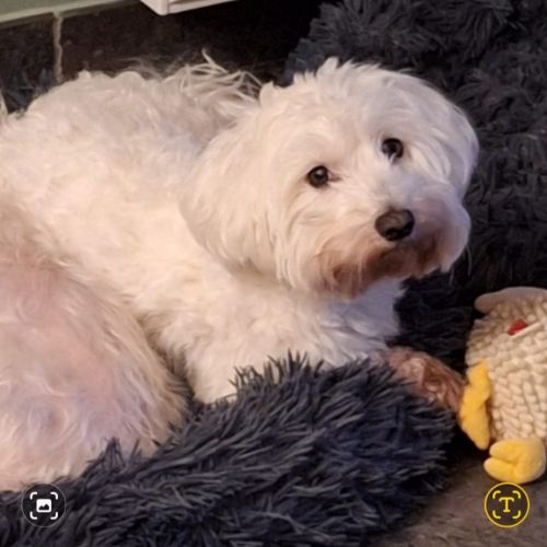 #BE2513150 - Vasco - Chien perdu à Fleurus - AnimalWeb Belgique