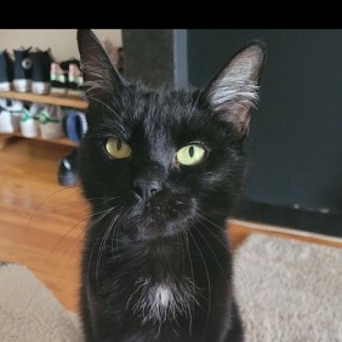 #BE2513151 - Nala - Chat perdu à Fexhe-Haut-Clocher - AnimalWeb Belgiq #BE2513151 - Nala - Chat perdu à Fexhe-Haut-Clocher - AnimalWeb Belgiq