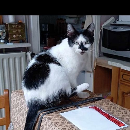 #BE2513153 - Zéphyra - Chat perdu à Tournai - AnimalWeb Belgique #BE2513153 - Zéphyra - Chat perdu à Tournai - AnimalWeb Belgique