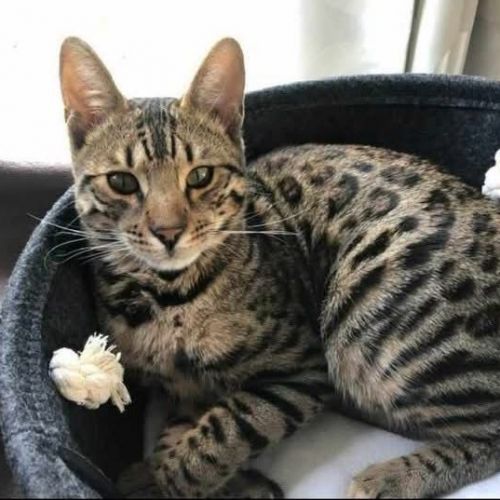 #BE2513157 - Tayco - Chat perdu à Profondeville - AnimalWeb Belgique #BE2513157 - Tayco - Chat perdu à Profondeville - AnimalWeb Belgique