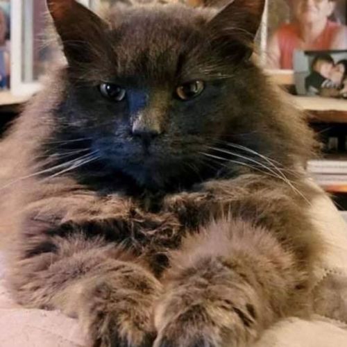 #BE2513159 - Harley - Chat perdu à Montignies-lez-Lens - AnimalWeb Bel #BE2513159 - Harley - Chat perdu à Montignies-lez-Lens - AnimalWeb Bel