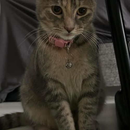 #BE2513160 - Adoptez Maya, chatte câline d’ 1 an à Maurage – AnimalWeb #BE2513160 - Adoptez Maya, chatte câline d’ 1 an à Maurage – AnimalWeb