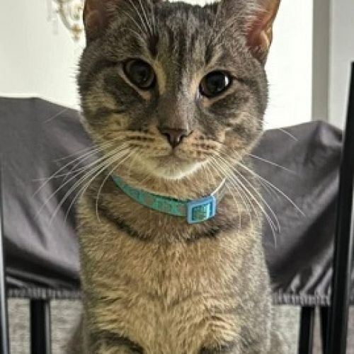 #BE2513161 - Adoptez Simba, chat tigré câlin d’ 1 an à Maurage – Anima #BE2513161 - Adoptez Simba, chat tigré câlin d’ 1 an à Maurage – Anima