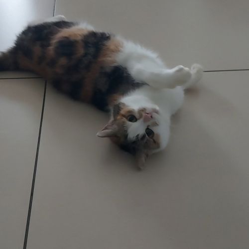 #BE2513162 - Asuna - Chat perdu à Nivelles - AnimalWeb Belgique #BE2513162 - Asuna - Chat perdu à Nivelles - AnimalWeb Belgique