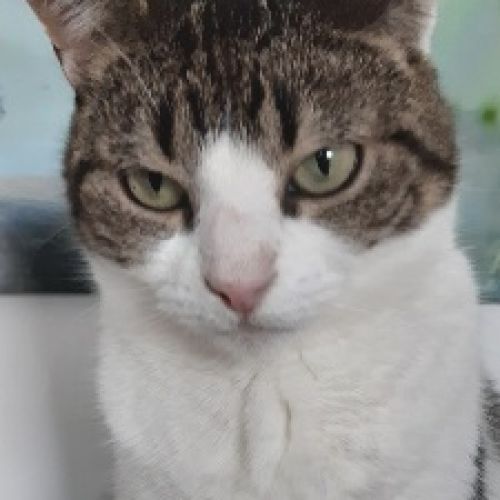 #BE2513163 - Nala - Chat perdu à Braine-l'Alleud - AnimalWeb Belgique