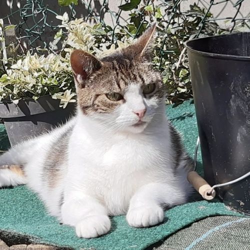 #BE2513163 - Nala - Chat perdu à Braine-l'Alleud - AnimalWeb Belgique #BE2513163 - Nala - Chat perdu à Braine-l'Alleud - AnimalWeb Belgique