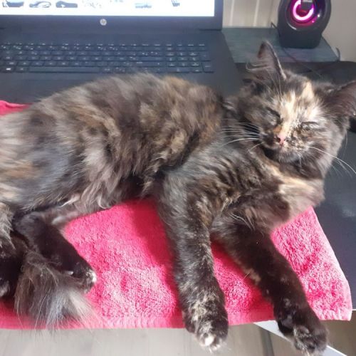 #BE2513164 - Chat perdu #BE2513164 - Chat perdu