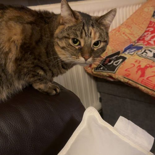 #BE2513165 - Peluche - Chat perdu à Braine-l'Alleud - AnimalWeb Belgiq #BE2513165 - Peluche - Chat perdu à Braine-l'Alleud - AnimalWeb Belgiq