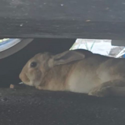 #BE2513166 - Lapin aperçu - Arlon - AnimalWeb Belgique #BE2513166 - Lapin aperçu - Arlon - AnimalWeb Belgique