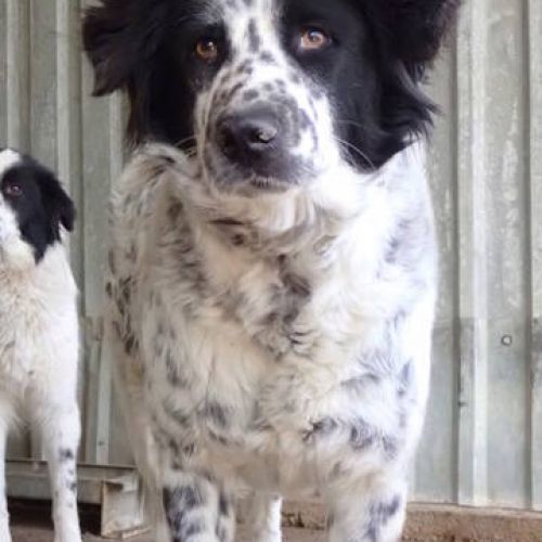 #BE2513167 - Funny, chien croisé à adopter – AnimalWeb Belgique #BE2513167 - Funny, chien croisé à adopter – AnimalWeb Belgique