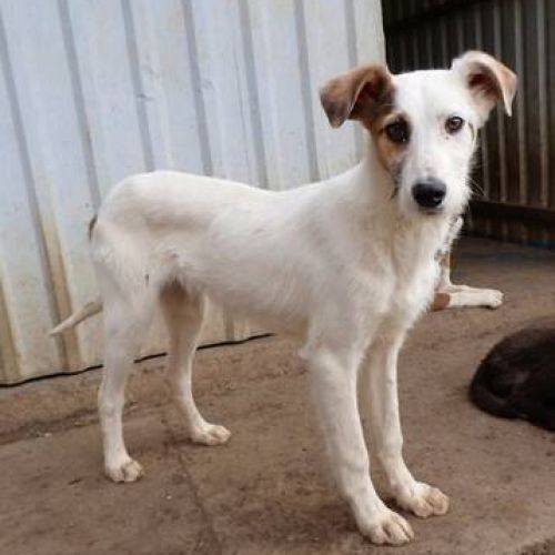 #BE2513168 - Jason, chien croisé à adopter – AnimalWeb Belgique #BE2513168 - Jason, chien croisé à adopter – AnimalWeb Belgique