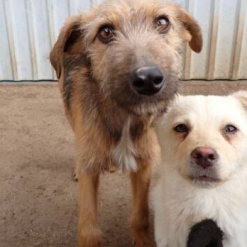 #BE2513169 - Jeff, chien croisé à adopter – AnimalWeb Belgique #BE2513169 - Jeff, chien croisé à adopter – AnimalWeb Belgique