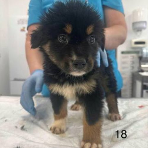 #BE2513170 - Brigand, chien croisé à adopter – AnimalWeb Belgique #BE2513170 - Brigand, chien croisé à adopter – AnimalWeb Belgique