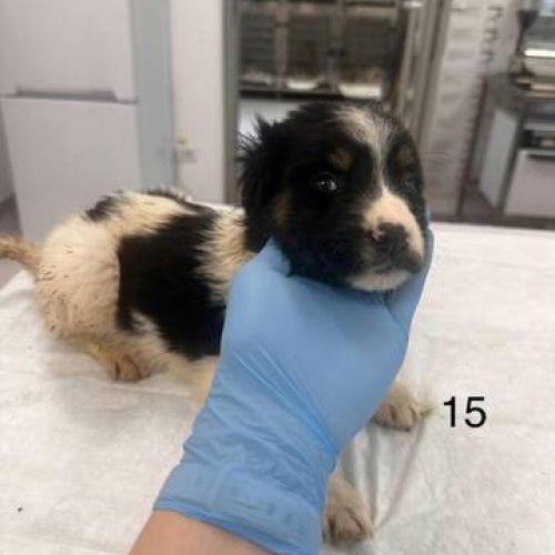 #BE2513171 - Fiesta, chien croisé à adopter – AnimalWeb Belgique #BE2513171 - Fiesta, chien croisé à adopter – AnimalWeb Belgique