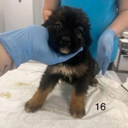 #BE2513172 - Belfast, chien croisé à adopter – AnimalWeb Belgique #BE2513172 - Belfast, chien croisé à adopter – AnimalWeb Belgique