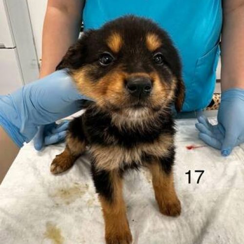 #BE2513173 - Filoute, chien croisé à adopter – AnimalWeb Belgique #BE2513173 - Filoute, chien croisé à adopter – AnimalWeb Belgique