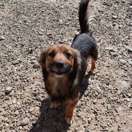 #BE2513175 - Jasmine , chien croisé à adopter – AnimalWeb Belgique #BE2513175 - Jasmine , chien croisé à adopter – AnimalWeb Belgique
