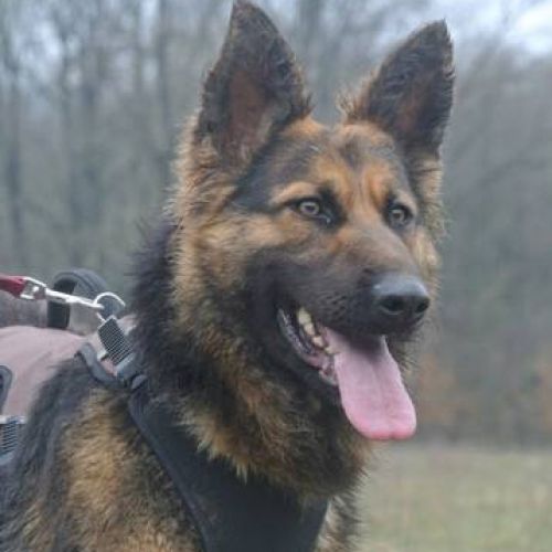 #BE2513176 - Talma, chien à adopter – AnimalWeb Belgique #BE2513176 - Talma, chien à adopter – AnimalWeb Belgique