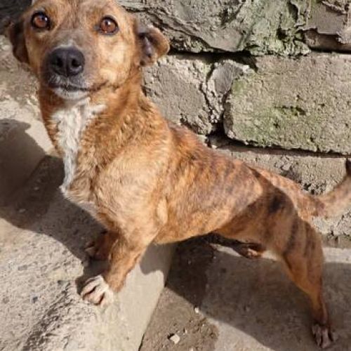 #BE2513177 - Keziah , chien croisé à adopter – AnimalWeb Belgique #BE2513177 - Keziah , chien croisé à adopter – AnimalWeb Belgique