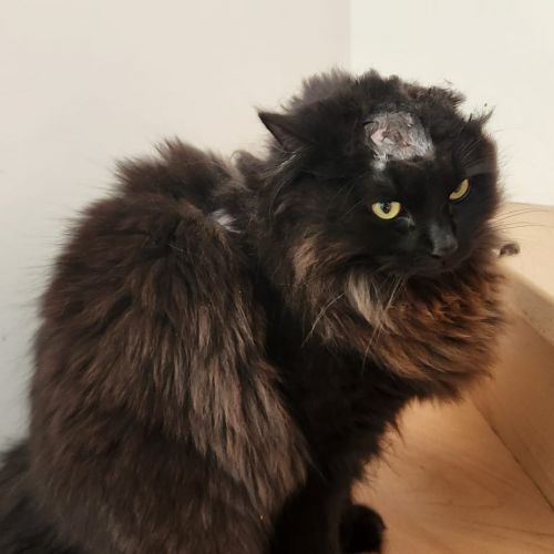 #BE2513179 - Framboise - Chat perdu à Soignies - AnimalWeb Belgique #BE2513179 - Framboise - Chat perdu à Soignies - AnimalWeb Belgique