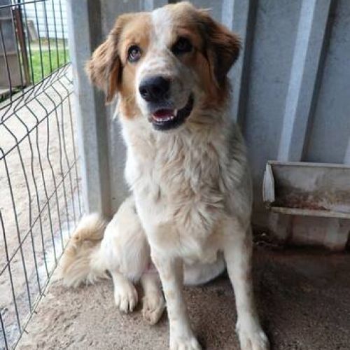 #BE2513180 - Robbie, chien croisé à adopter – AnimalWeb Belgique #BE2513180 - Robbie, chien croisé à adopter – AnimalWeb Belgique