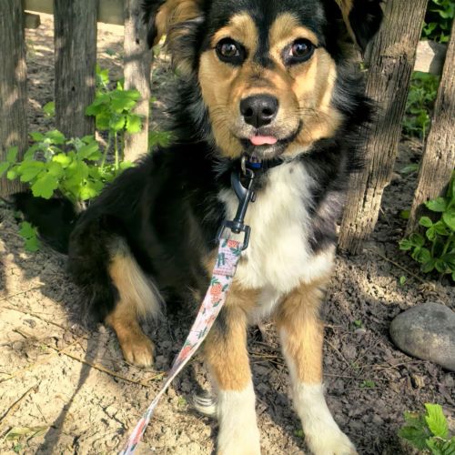 #BE2513181 - Mimi, chien croisé à adopter – AnimalWeb #BE2513181 - Mimi, chien croisé à adopter – AnimalWeb
