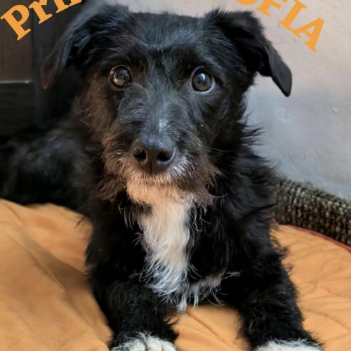 #BE2513182 - Princesse Sofia, chien croisé à adopter – AnimalWeb #BE2513182 - Princesse Sofia, chien croisé à adopter – AnimalWeb