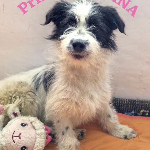 #BE2513183 - Princesse Diana, chien croisé à adopter – AnimalWeb #BE2513183 - Princesse Diana, chien croisé à adopter – AnimalWeb