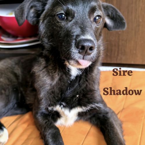 #BE2513184 - Sire Shadow, chien croisé à adopter – AnimalWeb #BE2513184 - Sire Shadow, chien croisé à adopter – AnimalWeb
