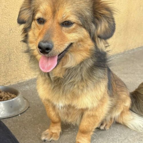 #BE2513185 - Hazel, chien croisé à adopter – AnimalWeb #BE2513185 - Hazel, chien croisé à adopter – AnimalWeb