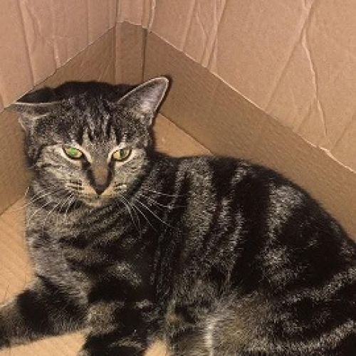 #BE2513187 - Tigra - Chat perdu à Damprémy - AnimalWeb Belgique #BE2513187 - Tigra - Chat perdu à Damprémy - AnimalWeb Belgique