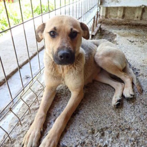#BE2513188 - Ivyy, chien croisé à adopter – AnimalWeb Belgique #BE2513188 - Ivyy, chien croisé à adopter – AnimalWeb Belgique