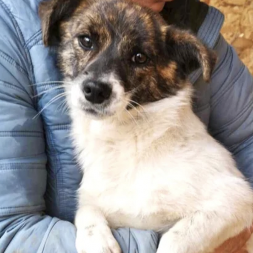 #BE2513189 - Candy, chien croisé à adopter – AnimalWeb Belgique #BE2513189 - Candy, chien croisé à adopter – AnimalWeb Belgique