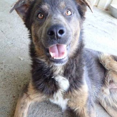 #BE2513190 - Matisse, chien croisé à adopter – AnimalWeb Belgique #BE2513190 - Matisse, chien croisé à adopter – AnimalWeb Belgique