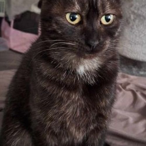 #BE2513191 - Mam's, chat à adopter à Leuze-en-Hainaut - AnimalWeb Belg #BE2513191 - Mam's, chat à adopter à Leuze-en-Hainaut - AnimalWeb Belg