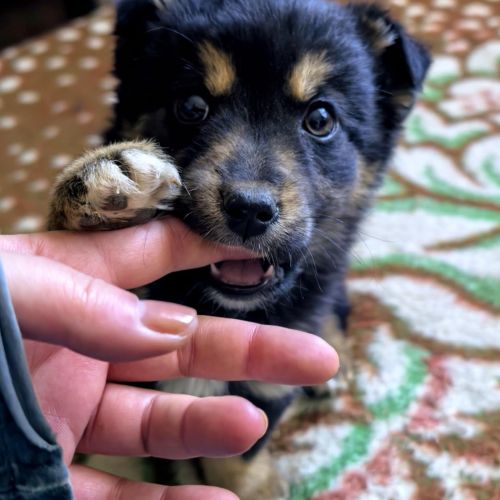 #BE2513192 - Daisy, chien croisé à adopter – AnimalWeb #BE2513192 - Daisy, chien croisé à adopter – AnimalWeb