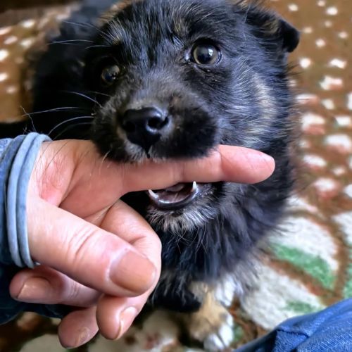 #BE2513193 - Dixie, chien croisé à adopter – AnimalWeb #BE2513193 - Dixie, chien croisé à adopter – AnimalWeb