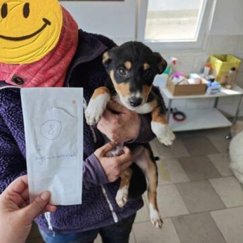#BE2513194 - Chien à Adopter #BE2513194 - Chien à Adopter