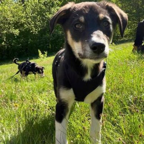 #BE2513195 - Gary, chien croisé à adopter – AnimalWeb Belgique #BE2513195 - Gary, chien croisé à adopter – AnimalWeb Belgique