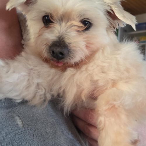 #BE2513196 - Adoptez Olaf à Wiers – AnimalWeb #BE2513196 - Adoptez Olaf à Wiers – AnimalWeb