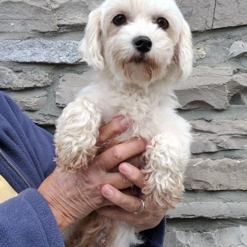 #BE2513197 - Adoptez Pamela à Wiers – AnimalWeb #BE2513197 - Adoptez Pamela à Wiers – AnimalWeb