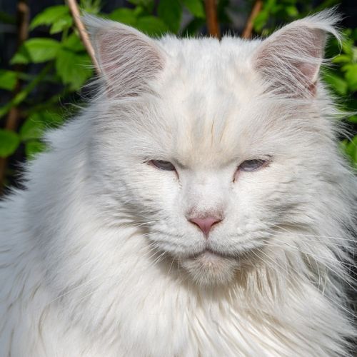 #BE2513198 - Raffles, chat perdu à Beauvechain - AnimalWeb Belgique #BE2513198 - Raffles, chat perdu à Beauvechain - AnimalWeb Belgique