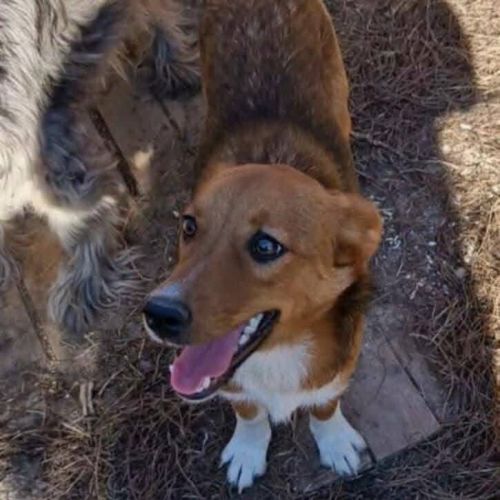 #BE2513199 - Samy, chien croisé à adopter – AnimalWeb Belgique #BE2513199 - Samy, chien croisé à adopter – AnimalWeb Belgique