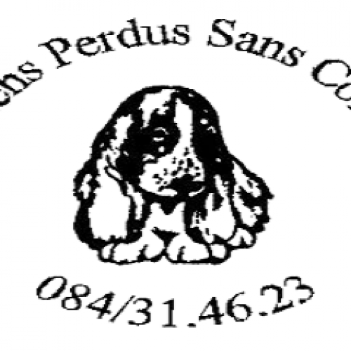Chiens Perdus Sans Collier Chiens Perdus Sans Collier