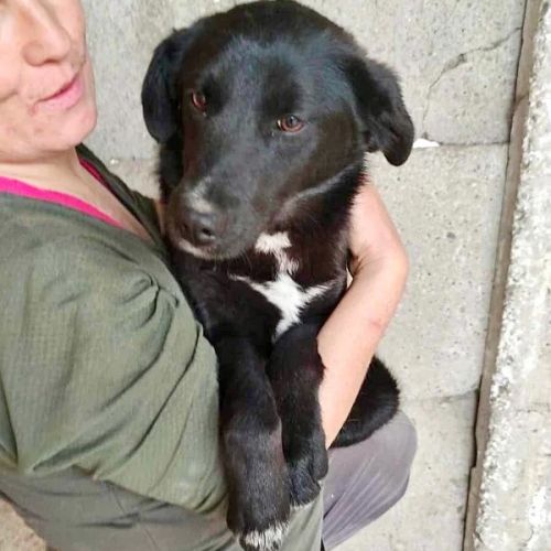 #BE2513200 - Mona, chien croisé à adopter – AnimalWeb Belgique #BE2513200 - Mona, chien croisé à adopter – AnimalWeb Belgique