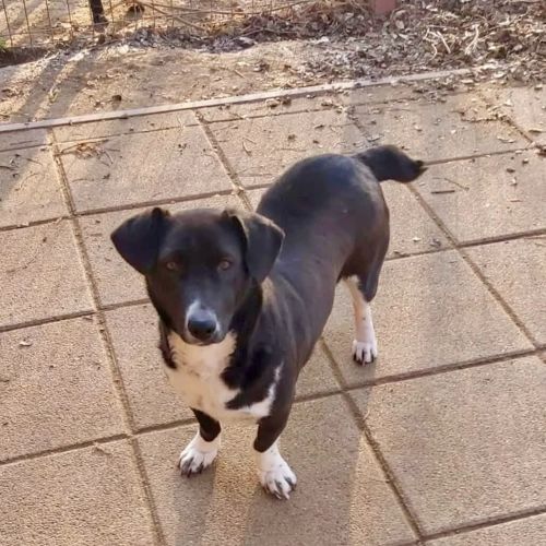 #BE2513201 - Lotte, chien croisé à adopter – AnimalWeb Belgique #BE2513201 - Lotte, chien croisé à adopter – AnimalWeb Belgique