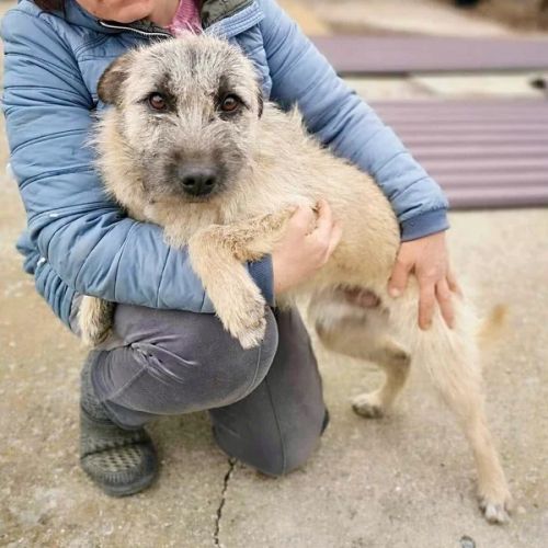 #BE2513202 - Tarzan, chien croisé à adopter – AnimalWeb Belgique #BE2513202 - Tarzan, chien croisé à adopter – AnimalWeb Belgique